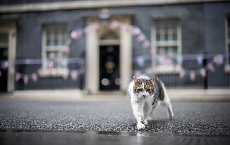 Motanul Larry a gonit o vulpe care se plimba prin fața reședinței premierului britanic  | VIDEO