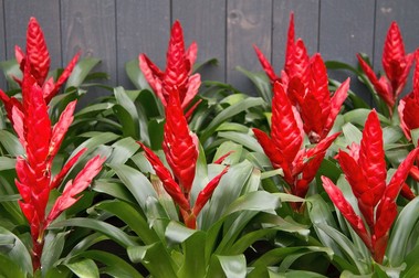 Flori rosii Vriesea