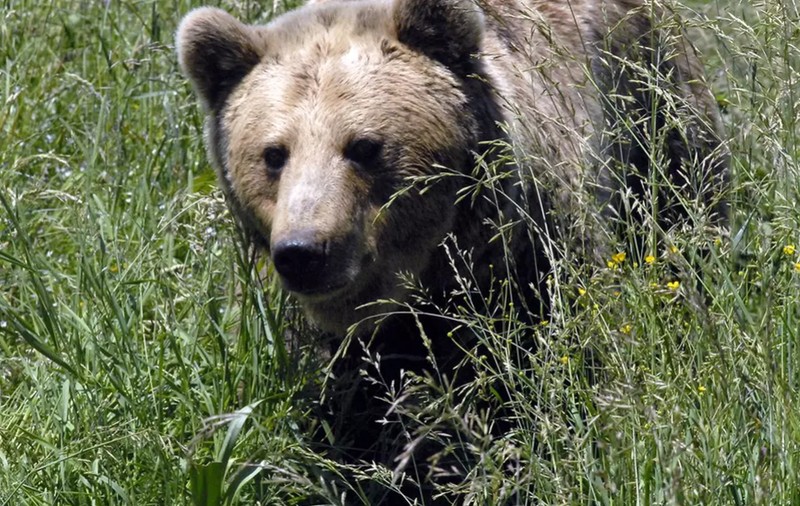 Mesaj Ro-Alert, după ce a fost semnalată prezența unui urs în Piatra Neamț