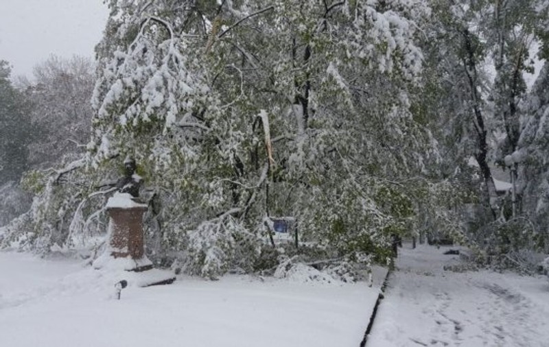 Teiul lui Eminescu din Parcul Copou a fost distrus de ninsoare. Viscolul a făcut ravagii în Iași