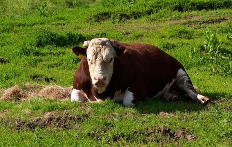 Un tăuraș din Noua Zeelandă luat de ape a apărut după o săptămână la 80 de kilometri distanță. „Sunt uimit că a supraviețuit”