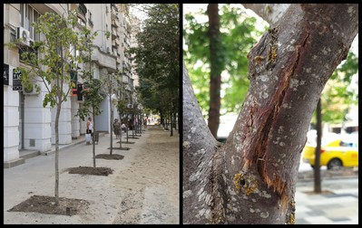 Arborii la 4 zile de la plantare dau semne de deshidratare și au fost răniți la transport