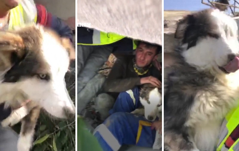 VIDEO: Reacția unui cățel, salvat de sub clădirile distruse de cutremur, în Turcia