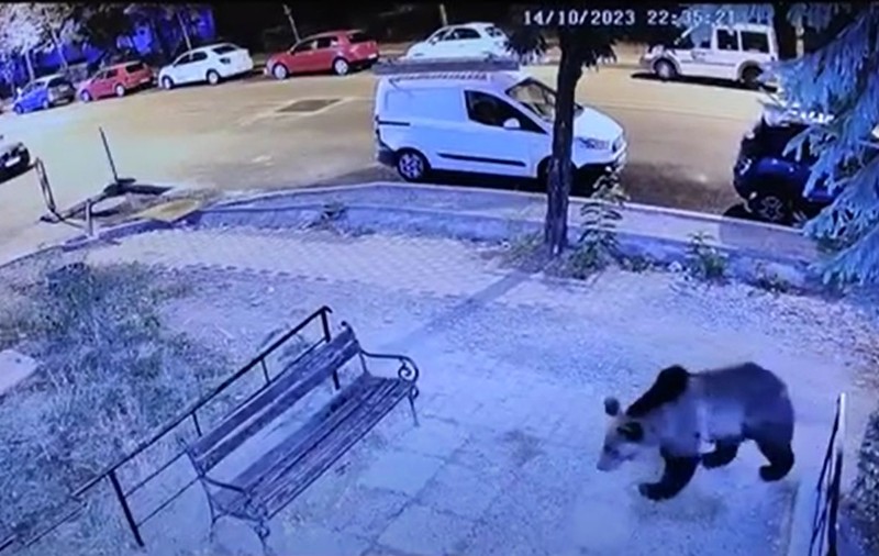 Un urs a apărut în timpul nopții pe străzile municipiului Bistrița. Mesaje Ro-Alert pentru locuitorii din zonă