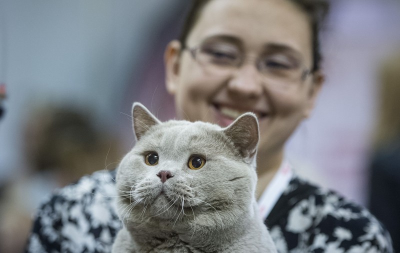 Coreea de Sud anunță că va testa câinii și pisicile cu simptome COVID. Ce se întâmplă dacă animalele sunt infectate