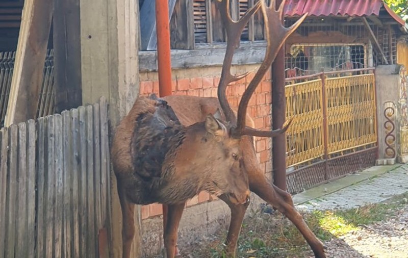 Cerbul din Câmpulung Moldovenesc care a coborât să moară printre oameni după ce a fost împușcat de braconieri