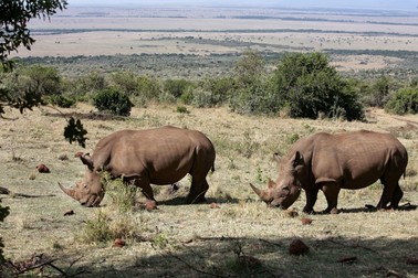 Rinoceri în Maasai Mara