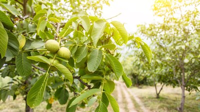 Nucul - plantare-ingrijire-curiozitati