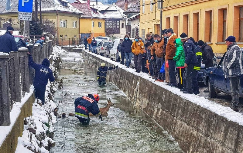 VIDEO | O căprioară blocată într-un sloi de gheață și un câine căzut în Târnava Mare, salvați de pompierii din Alba