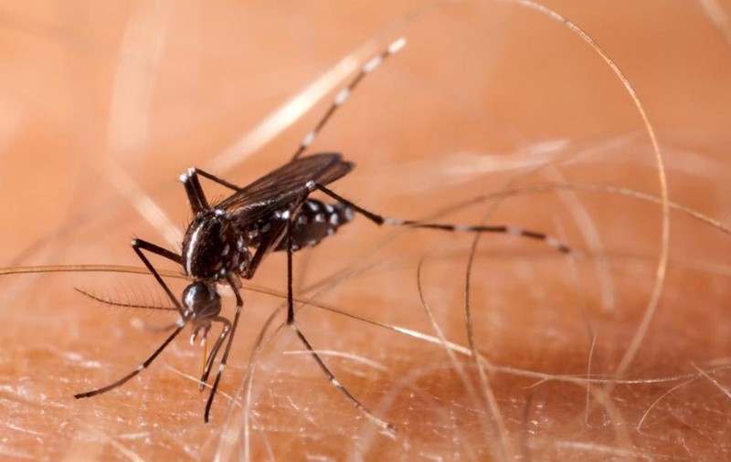 Răspunsul categoric la întrebarea "Pot țânțarii transmite noul coronavirus?". De ce trebuie de fapt să vă feriți