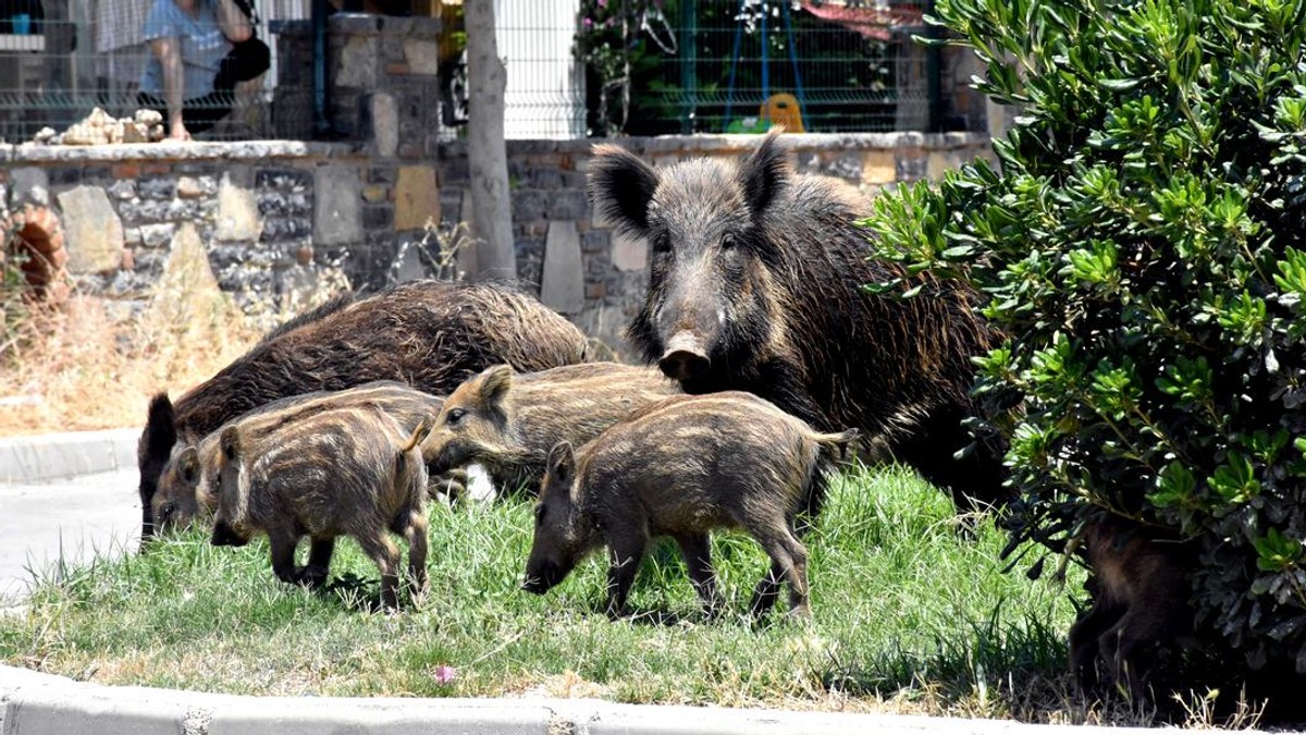 Mistreţi morţi descoperiți în județul Botoșani