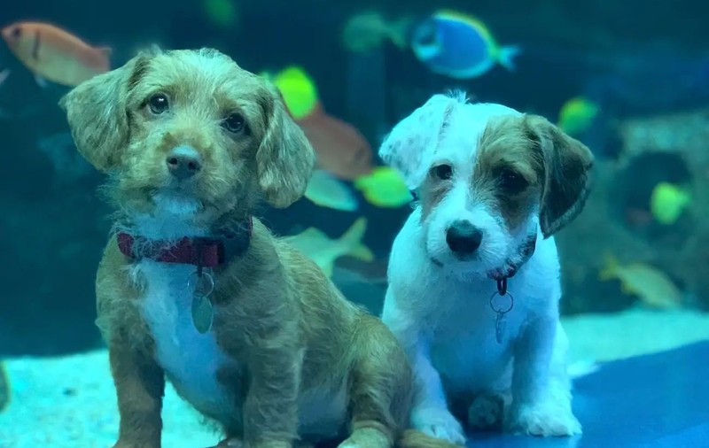 Cățeluși adorabili, la plimbare prin Georgia Aquarium. Video înduioșător cu puii de două luni explorând habitatul peștilor