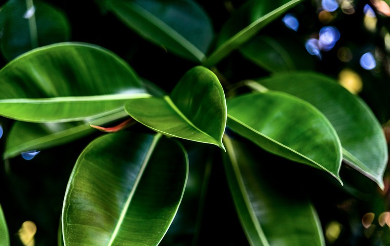 Ficus. Cum se plantează și cum se îngrijește una dintre cele mai iubite plante