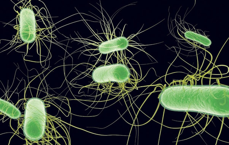 Alertă europeană pentru epidemia de E.coli?
