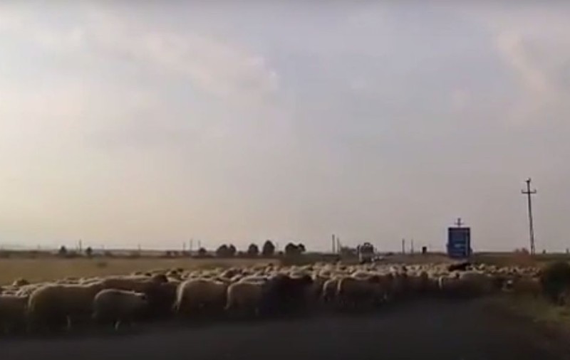 Ciobanii au trecut cu oile pe drumul național. Șoferii au filmat grozăvia