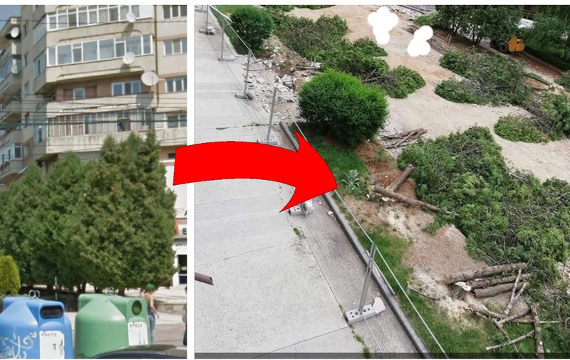 Locuitori din Târgoviște, revoltați după ce 30 de copaci tuia din centru au fost tăiați: “Nu îi puteau scoate și replanta?” Primarul: “Plantăm 600”
