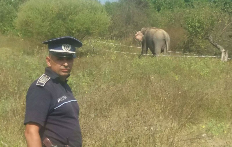 Un elefant a scăpat de la un circ din Râmnicu Vâlcea