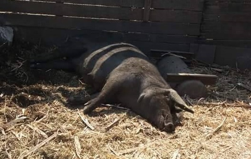 Pesta porcină africană a ajuns și în China. Au fost sacrificați aroape 40.000 de porci