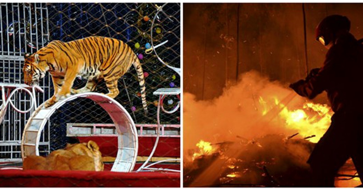 doi-tigri-au-murit-in-incendiu-de-la-circul-globus