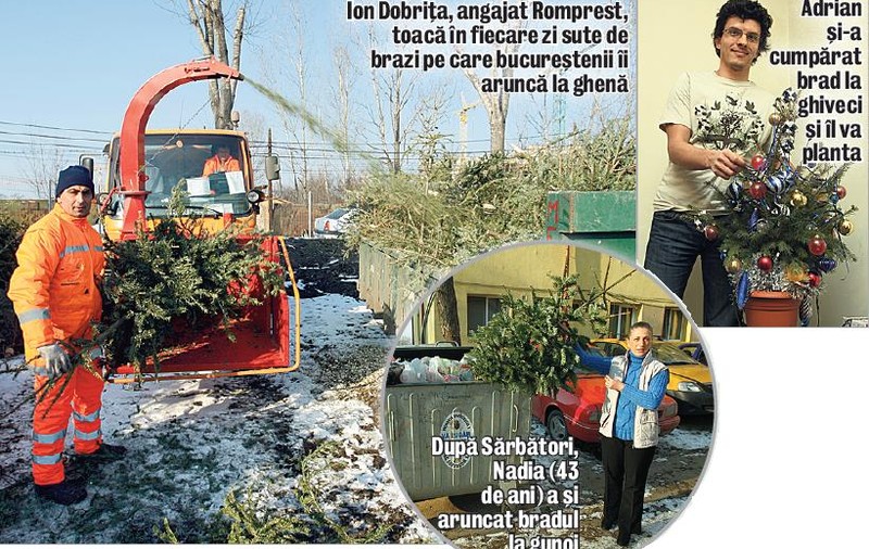 Mii de brazi, aruncaţi la ghenă