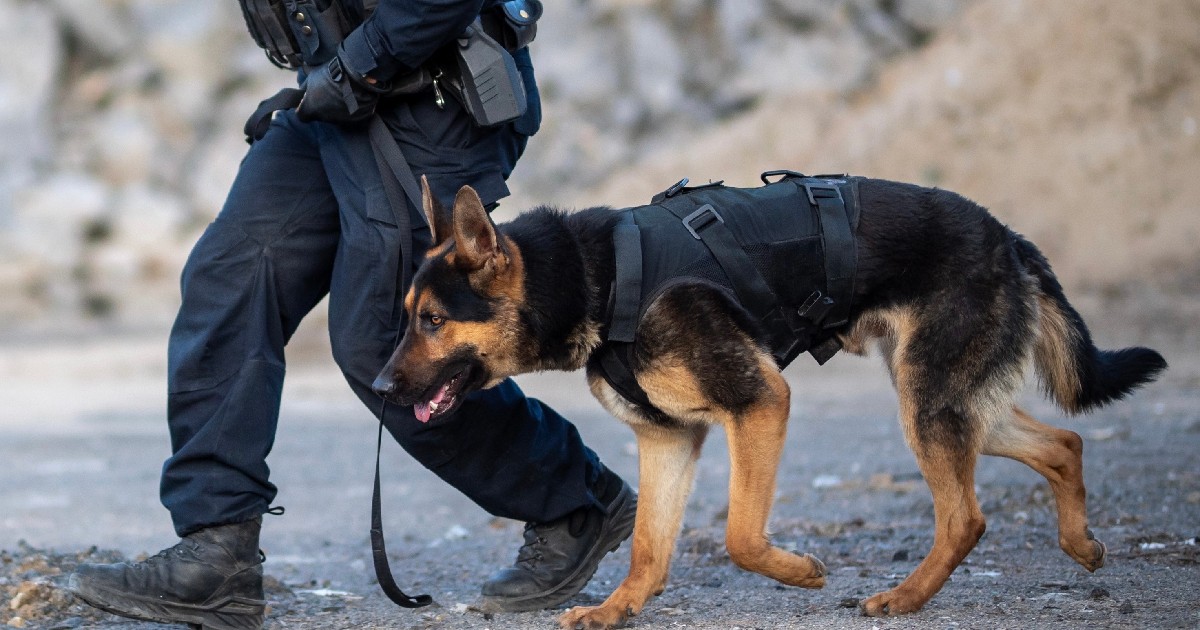 Un câine polițist și agentul care îl controlează