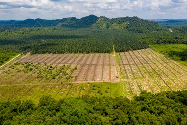 Vedere aeriană a defrișărilor într-o pădure tropicală pentru a face loc plantațiilor de ulei de palmier | Foto: 123rf