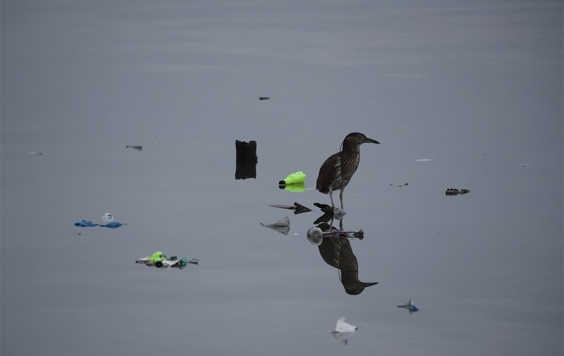 Plasticoza, noua boală cauzată de materialele plastice, descoperită la păsările de mare