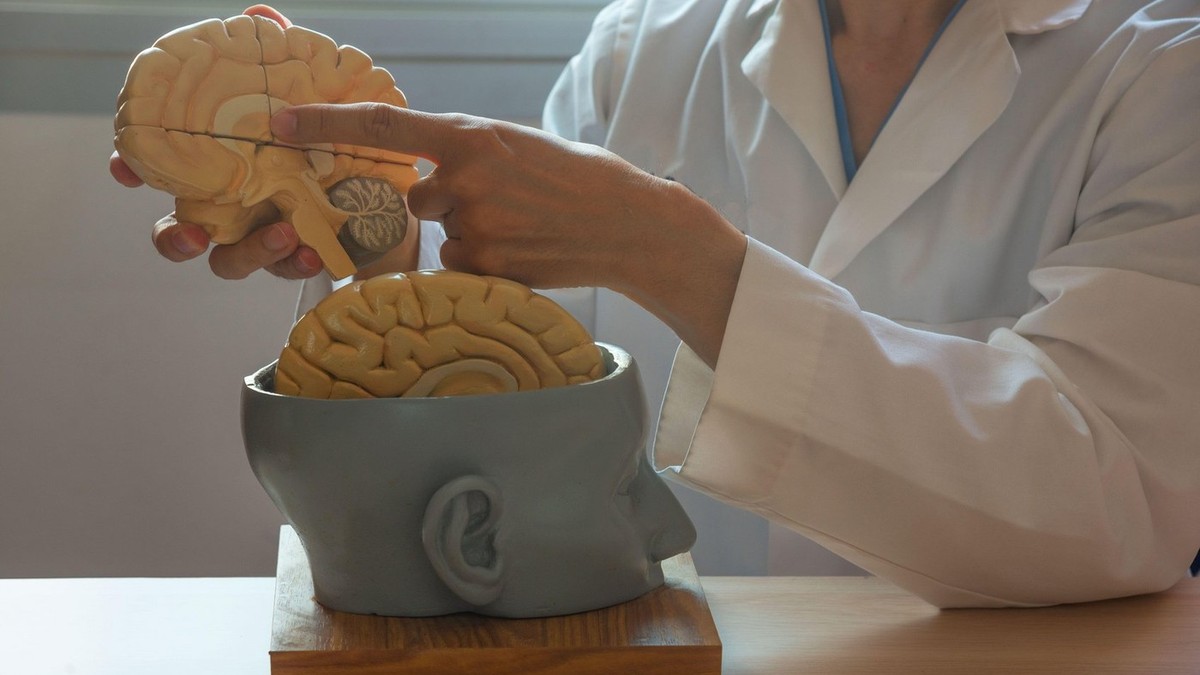 neurochirurg cu macheta unui creier în mână