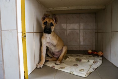 Un cățel salvat dintr-o localitate din jurul Kievului primește asistență veterinară la un centru din capitală | Foto: Hepta