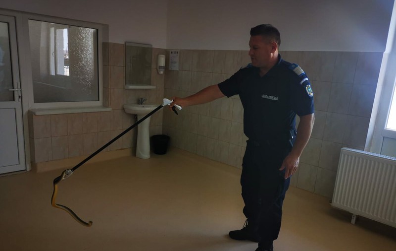 Un șarpe, surprins într-un spital din Olt. Au intervenit jandarmii pentru a-l da afară