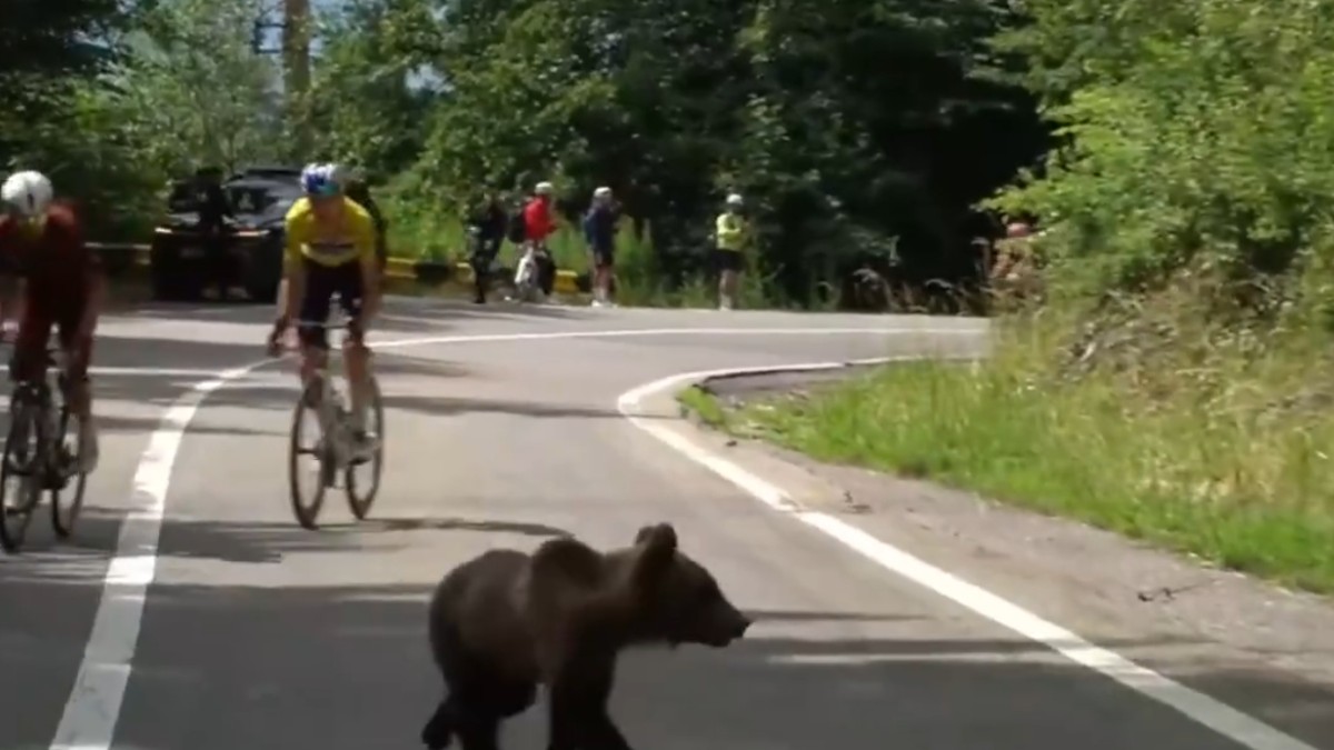 Un urs care traversează strada, în fața cicliștilor