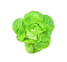 Lăptuca sau salata verde de grădină