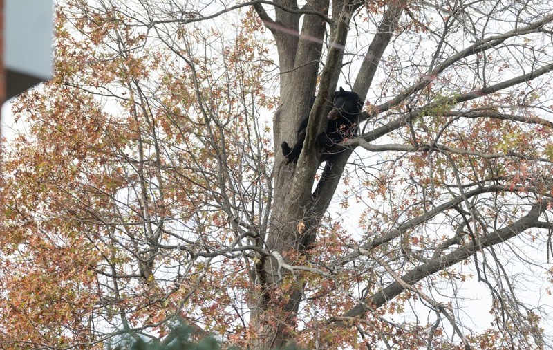 Un vânător a murit după ce un urs care a fost împușcat într-un copac a căzut peste el