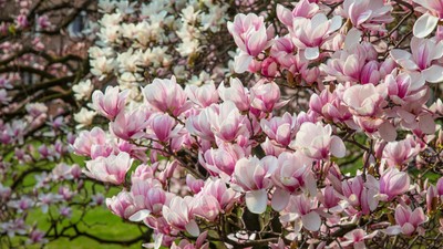 Magnolii inflorite  Blooming,Magnolia,Tree,With,Beautiful,Flowers,In,The,Spring