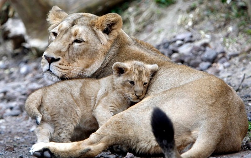 Presa străină alertează: 14 lei de la zoo Oradea vor fi împuşcaţi!