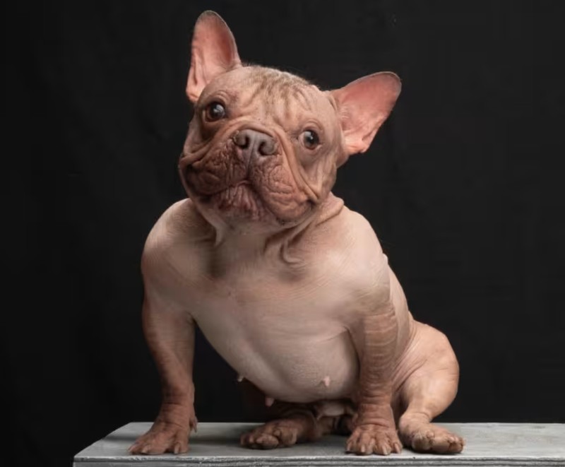 Petunia, cel mai urât câine din lume 2025. Foto Today.com