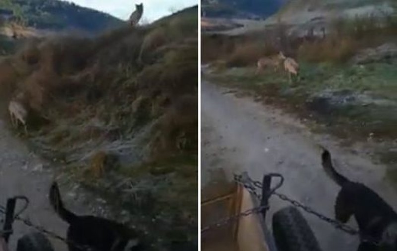 Imagini neobișnuite surprinse într-un sat din Harghita. Doi lupi au urmărit o căruță, ziua în amiaza mare