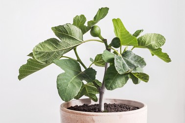 Cum să plantezi smochin în ghiveci