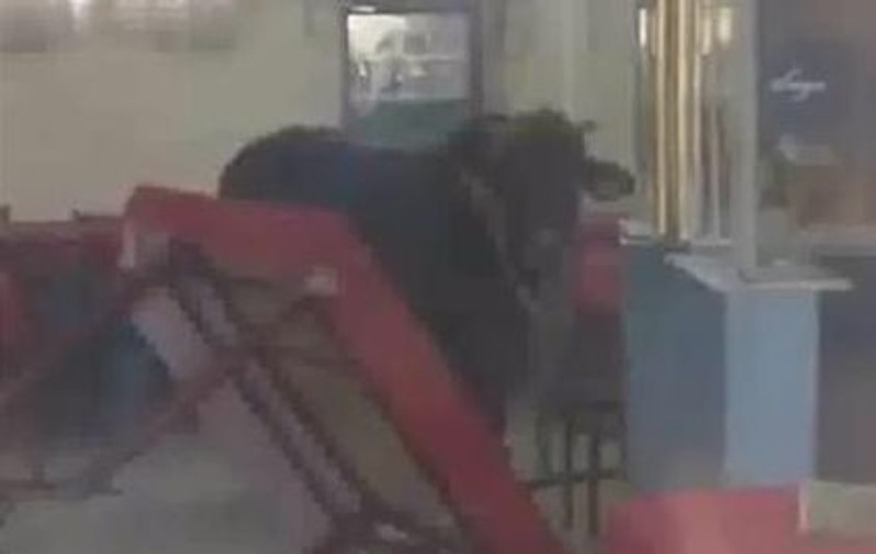 Nu e BANC: Un taur a intrat într-un bar şi i-a scos afară pe beţivi | VIDEO