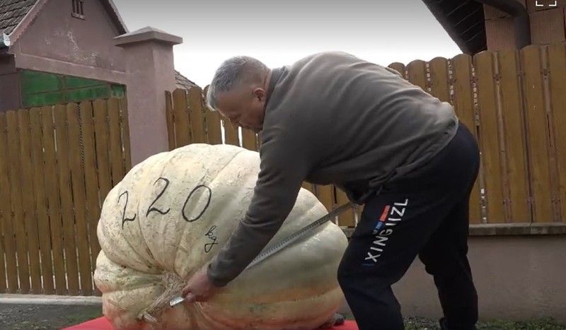 Un fermier măsoară un dovleac de 220 kg, expus în fața unei curți din județul Mureș, octombrie 2025