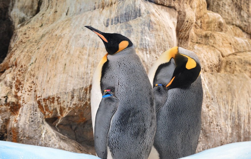 Doi pinguini de același sex au adoptat un pui nou-născut, la o grădină zoologică din New York