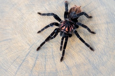 Xenesthis immanis - Floare Violetă
