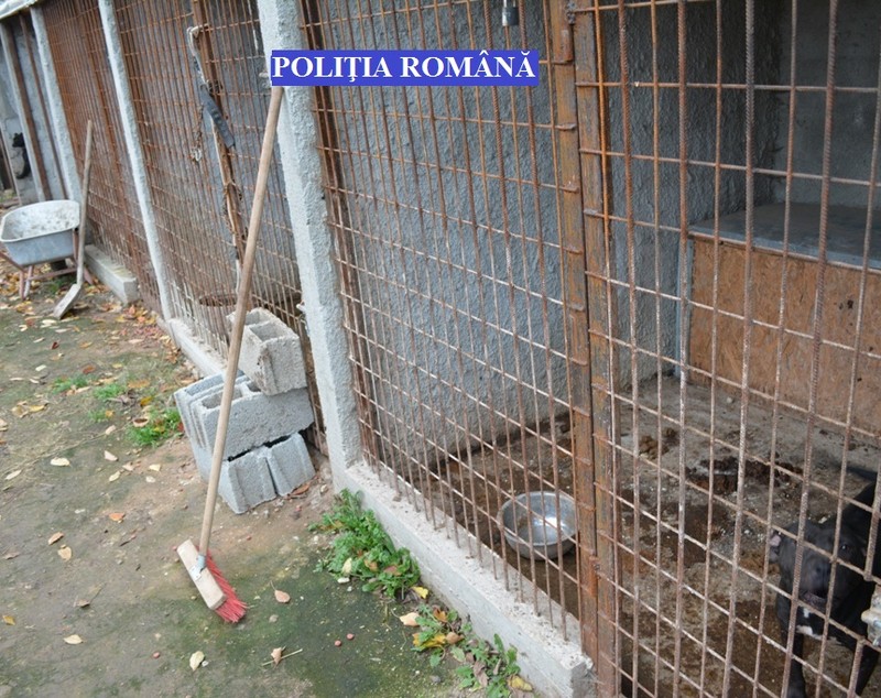 Aproape 50 de câini din rase periculoase, în curtea unui tânăr din Brăila, fără să fie în evidențe| FOTO
