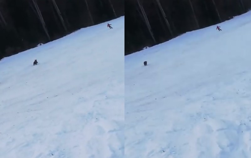 VIDEO | Imagini șocante pe o pârtie din Predeal. Un schior a fost alergat de un urs