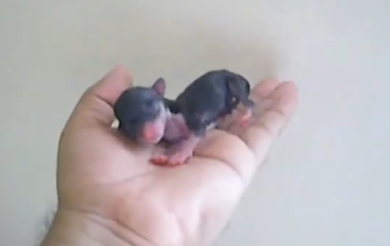 Când creşte mare, acest "şobolan" se dă bine pe lângă vedete | VIDEO