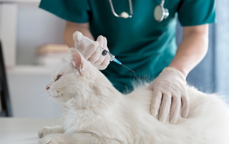 Rusia a omologat primul vaccin anti-COVID-19 din lume destinat animalelor