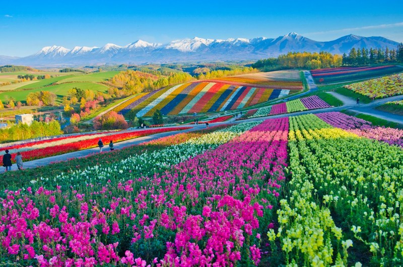 Grădinile de pe dealurile Shikisai din Biei, Hokkaido, o atracție turistică deosebită