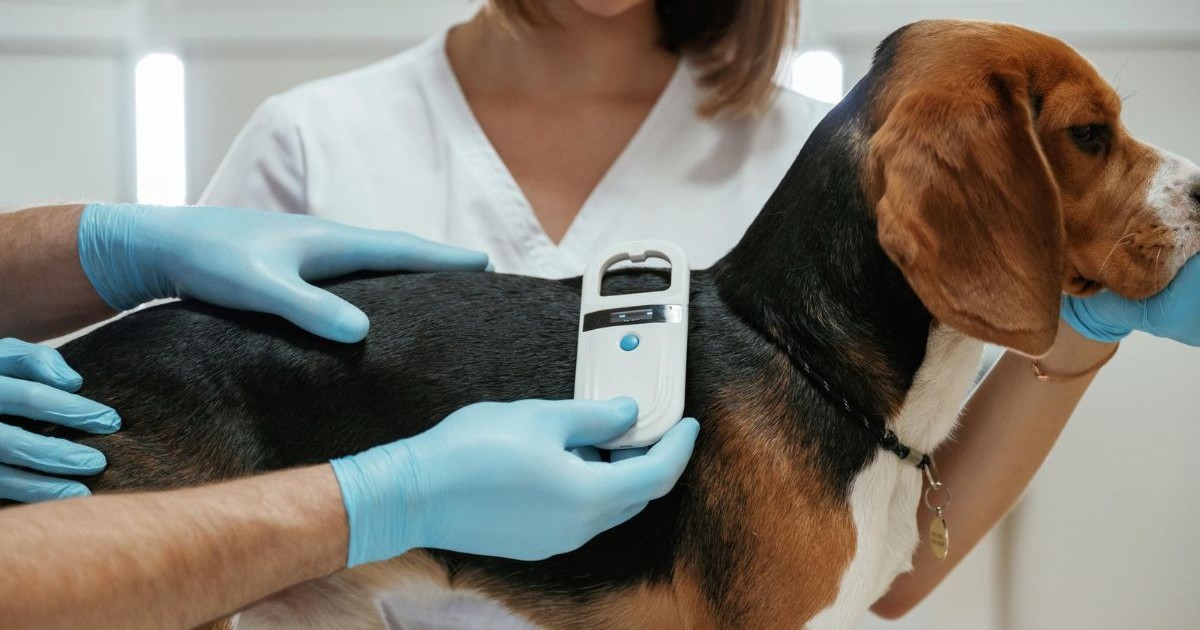 câine care este microcipat