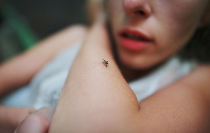 Pot transmite țânțarii noul coronavirus? Ce spun experții
