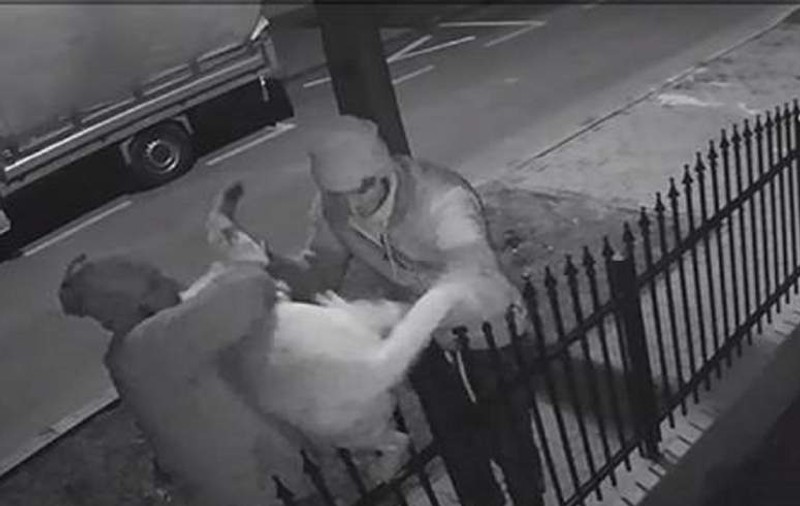 Au furat un câine din curtea stăpânilor. L-au tras peste gard și au fugit cu el